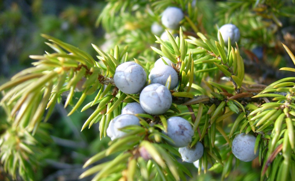 Common_juniper_berries_(Mica_B).JPG